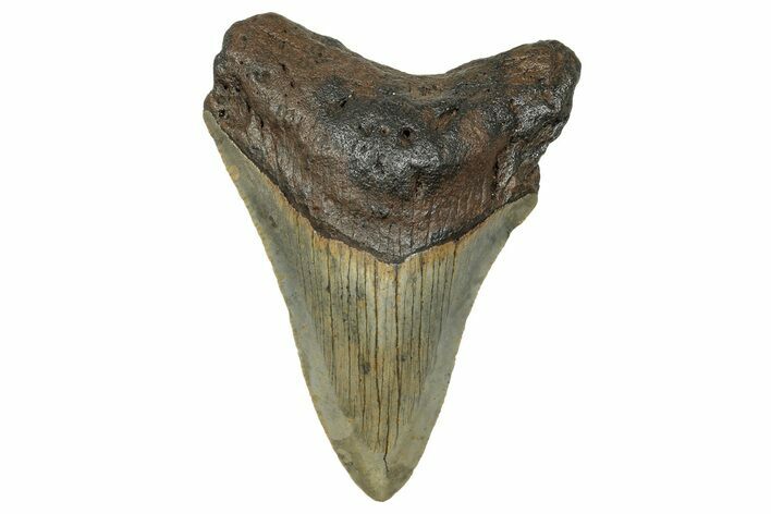 Serrated, Fossil Megalodon Tooth - North Carolina #272520